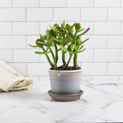 4'' Planter- Spa Creek