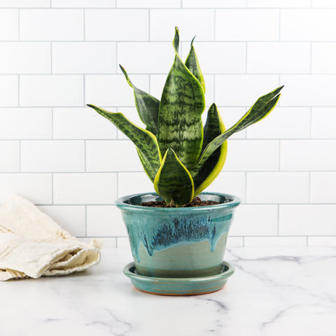 6" Planter- Tidal