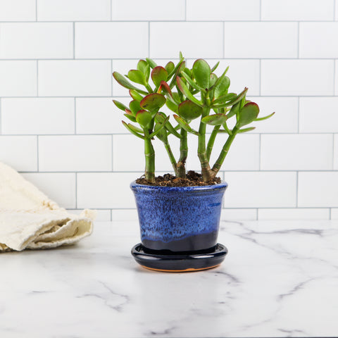 4'' Planter- Atlantic