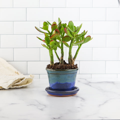 4'' Planter- Chesapeake