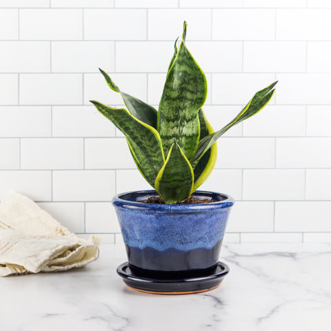 6" Planter- Atlantic