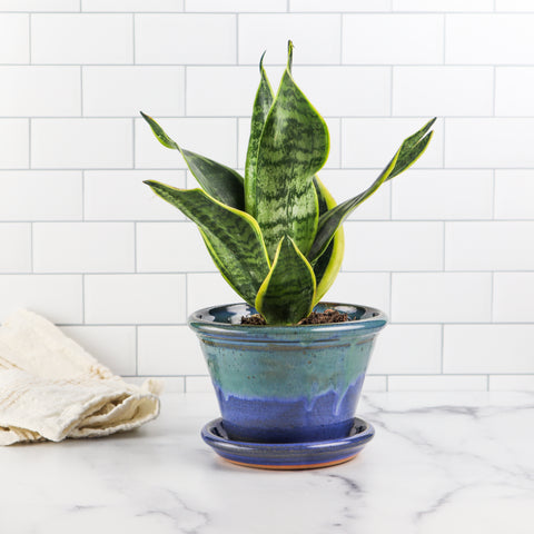 6" Planter- Chesapeake