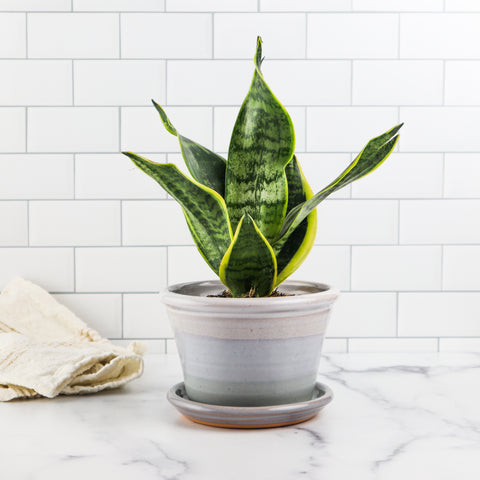 6" Planter- Spa Creek